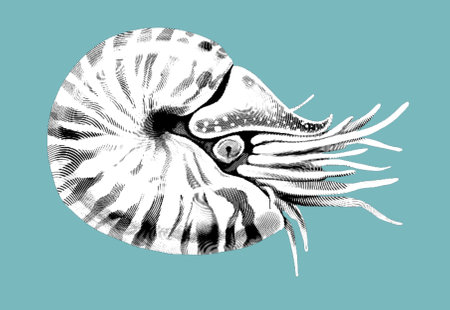 Engraving by Nautilus. A realistic illustration of the nautilus.の写真素材