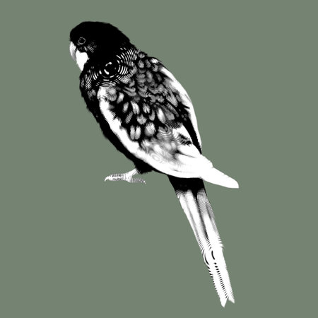 graphic bird. Rosella red parrot. red-yellow parrot. Realistic illustrationの写真素材