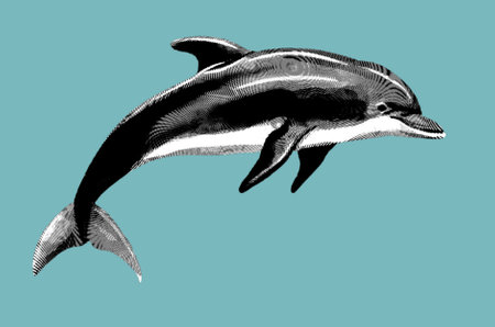 Dolphin engraving. Realistic dolphin illustration, black and white graphicsの写真素材