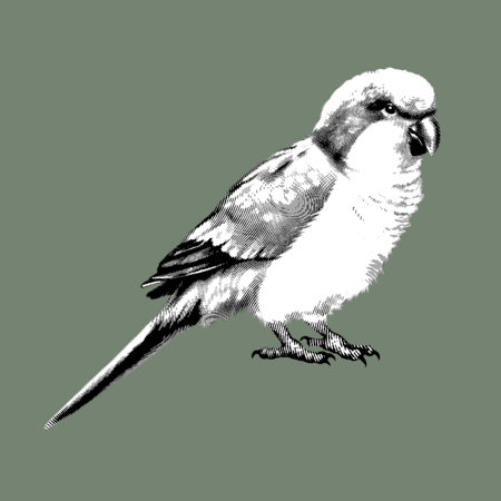 graphic parrot. a green lovebird with a red head. graphic illustration of a bird. realistic parrotの写真素材