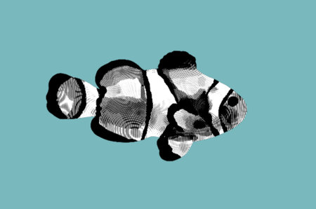 Engraving clownfish. Graphic illustration of a marine fish. Reef fishの写真素材