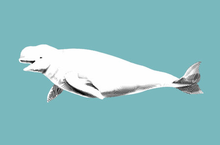 beluga engraving. Graphic illustration of a white beluga. Realistic marine animalの写真素材