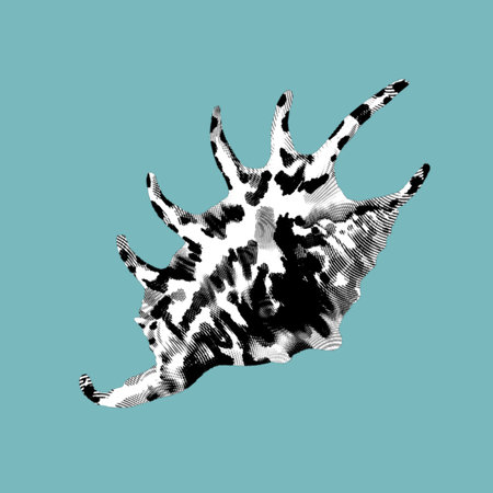 Graphic engraving of a seashell.Realistic shells illustration.