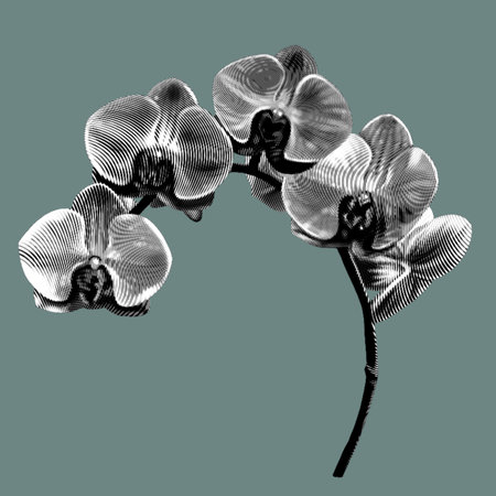 Graphic white orchid. Phalaenopsis is a realistic tropical flower. isolated illustrationの写真素材
