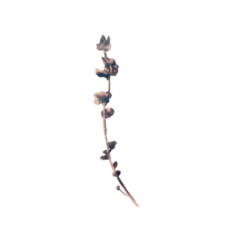 Watercolor realistic dried flowers. dried flower branch. wild flowers. Wildflowersの写真素材