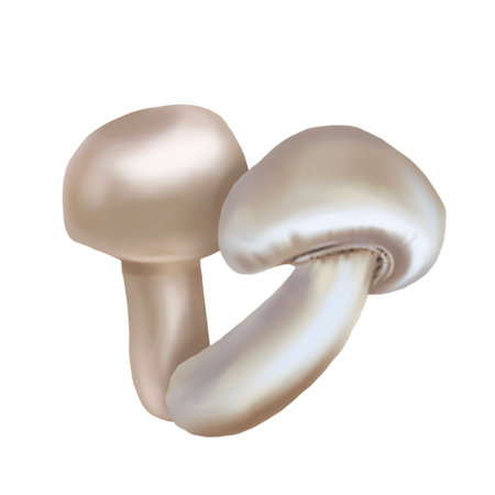 Watercolor champignon. realistic illustration of the mushroom.の写真素材