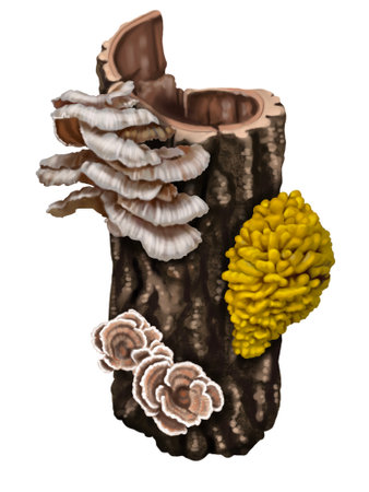 realistic yellow mushrooms. mushrooms growing on the tree. Laetiporus sulphureus is a species of bracket fungus. High quality illustration crab-of-the-woods, sulphur polypore, sulphur shelf, and chicken-of-the-woods.の写真素材