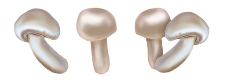Set Watercolor champignon. realistic illustration of the mushroom.の写真素材