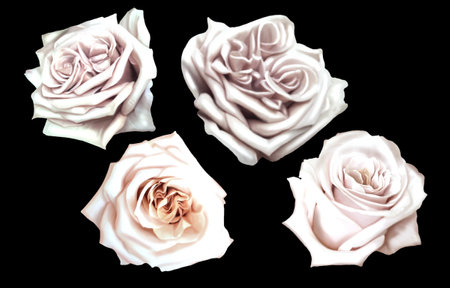Watercolor realistic white roses. set of white roses isolated on a black backgroundの写真素材
