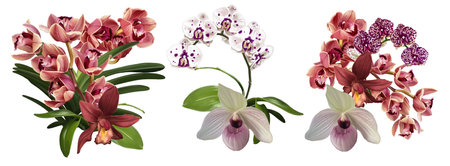 Watercolor set of bouquet of orchids. realistic phalaenopsis, cymbidium, cumbria and Paphiopedilum flowersの写真素材