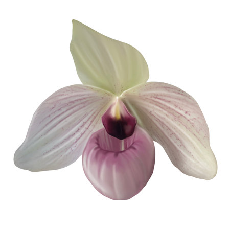 Watercolor orchid Paphiopedilum. Realistic illustration of Venus slipperの写真素材