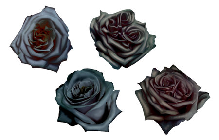 watercolor black roses. realistic roses. set of illustrationsの写真素材