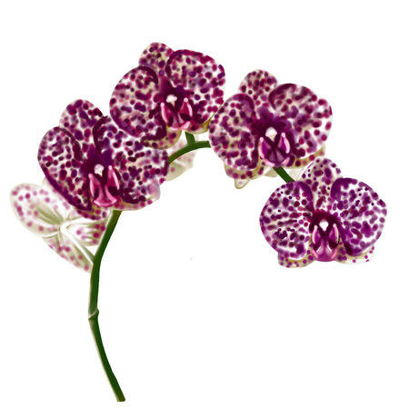Watercolor illustration of the phalaenopsis orchid. Realistic colorful flowerの写真素材