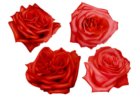 Watercolor red roses. delicate realistic roses. Set of illustrationsの写真素材