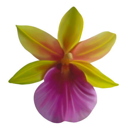 Watercolor illustration of an orchid flower. Realistic cumbria orchidの写真素材