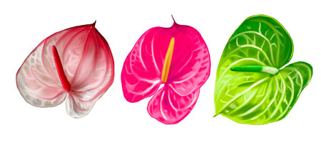 Realistic set of anthuriums. Watercolor illustration of wedding flowersの写真素材