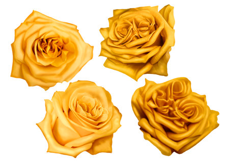 Watercolor Realistic yellow roses. set of isolated rosesの写真素材
