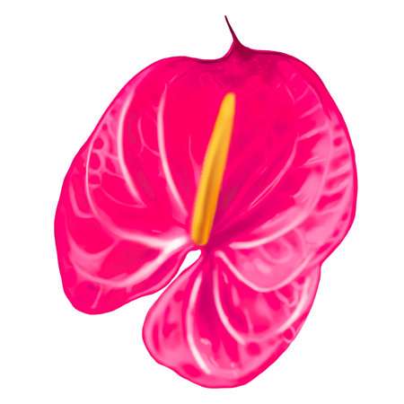 Realistic pink anthurium. Watercolor illustration of a wedding flowerの写真素材