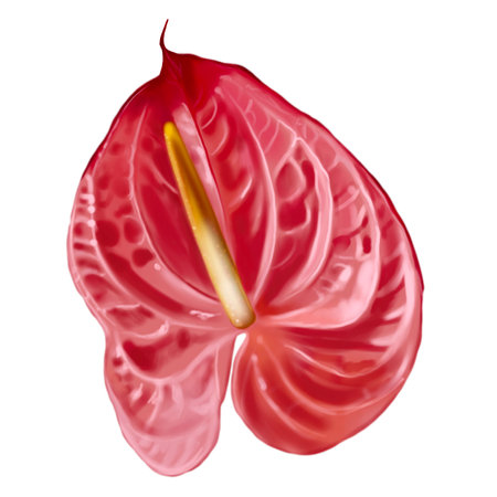 Realistic red anthurium. Watercolor illustration of a flowerの写真素材