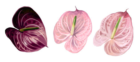 Realistic set of anthuriums. Watercolor illustration of wedding flowersの写真素材