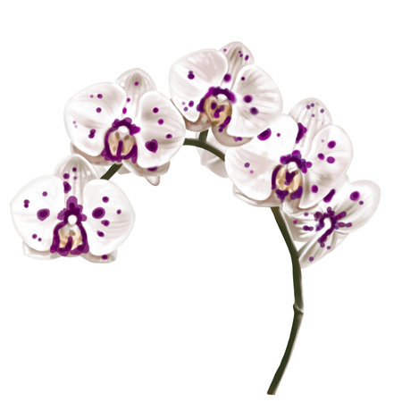 Watercolor illustration of the phalaenopsis orchid. Realistic colorful flowerの写真素材