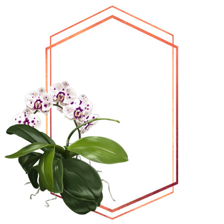 Watercolor frame made of orchids. illustration of phalaenopsis, cymbidium and Paphiopedilumの写真素材