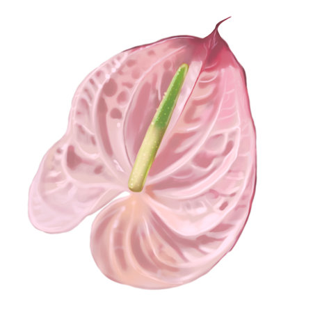 Realistic pink anthurium. Watercolor illustration of a wedding flowerの写真素材
