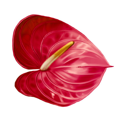 Realistic red anthurium. Watercolor illustration of a flowerの写真素材