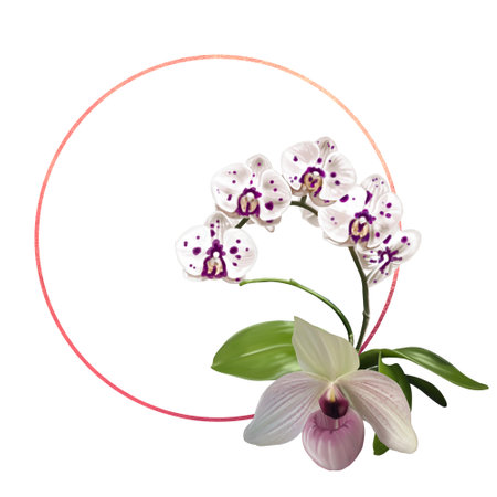 Watercolor frame made of orchids. illustration of phalaenopsis, cymbidium and Paphiopedilumの写真素材