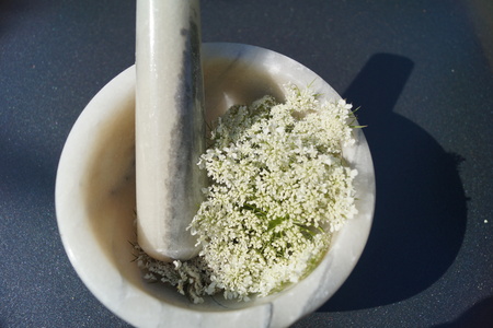 Alternative medicine with pharmaceutical herbsの写真素材