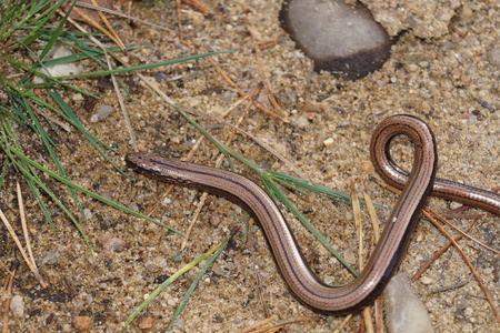 Anguis fragilis the blindworm