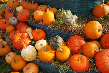 Pumpkins on a Marketの写真素材