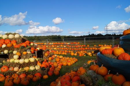 Pumpkins on a Marketの写真素材