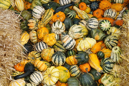 Pumpkins on a Marketの写真素材