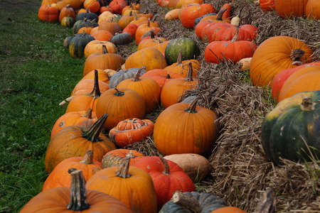 Pumpkins on a Marketの写真素材