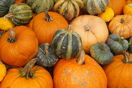 Pumpkins on a Marketの写真素材