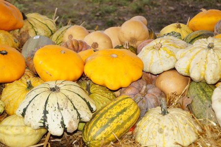 Pumpkins on a Marketの写真素材