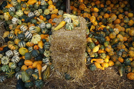 Pumpkins on a Marketの写真素材