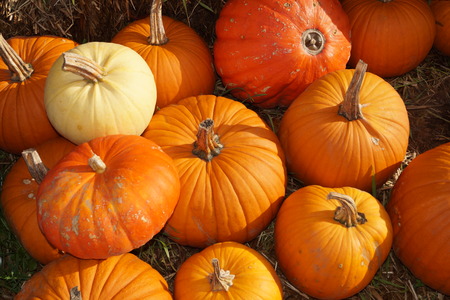 Pumpkins on a Marketの写真素材