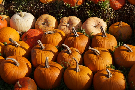 Pumpkins on a Marketの写真素材