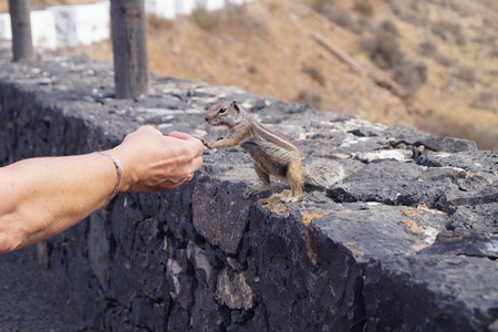 Atlantoxerus getulus - Barbary ground squirrel
