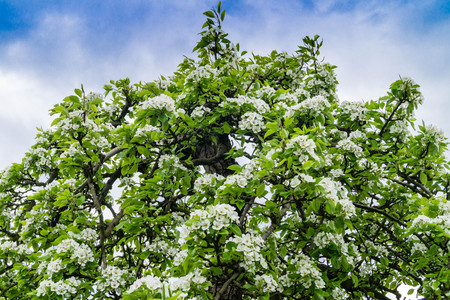 Blooming Appletrees and Cherry Treesの写真素材