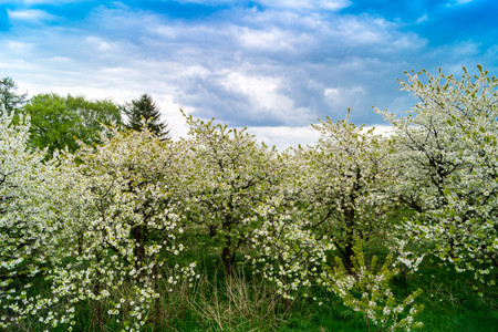 Blooming trees and Cherry Treesの写真素材