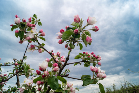 Blooming Appletrees and Cherry Treesの写真素材