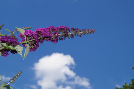 Butterfly tree - Buddleja davidiiの写真素材