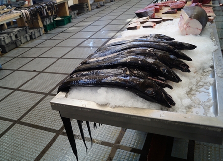 Espada preta - Aphanopus carbo - black scabbardfish