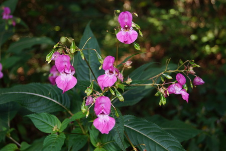 Orchid wildflower lamiumの写真素材