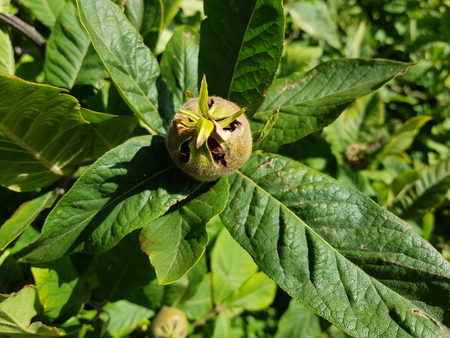 mespilus germanica