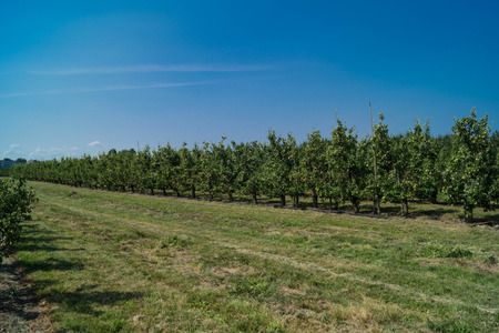 pear tree next to Hamburg