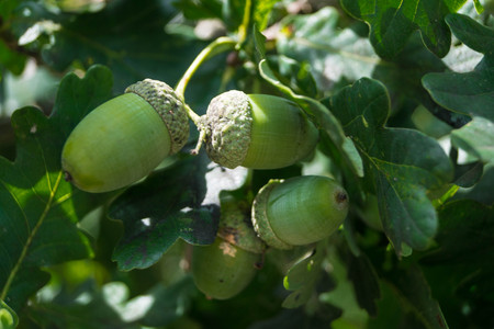 Acorns from an Oak Tree